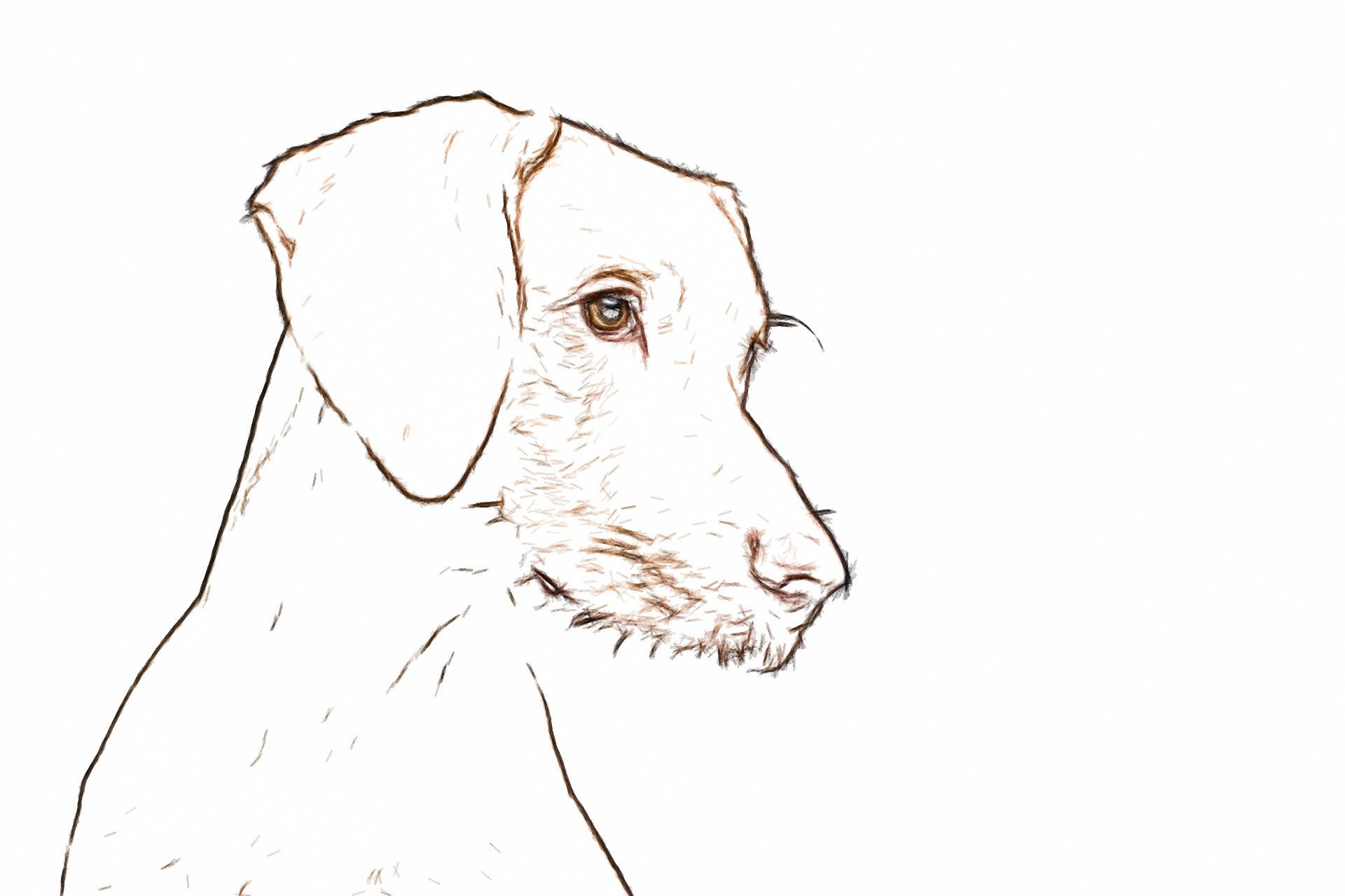 Dog photo line drawing..