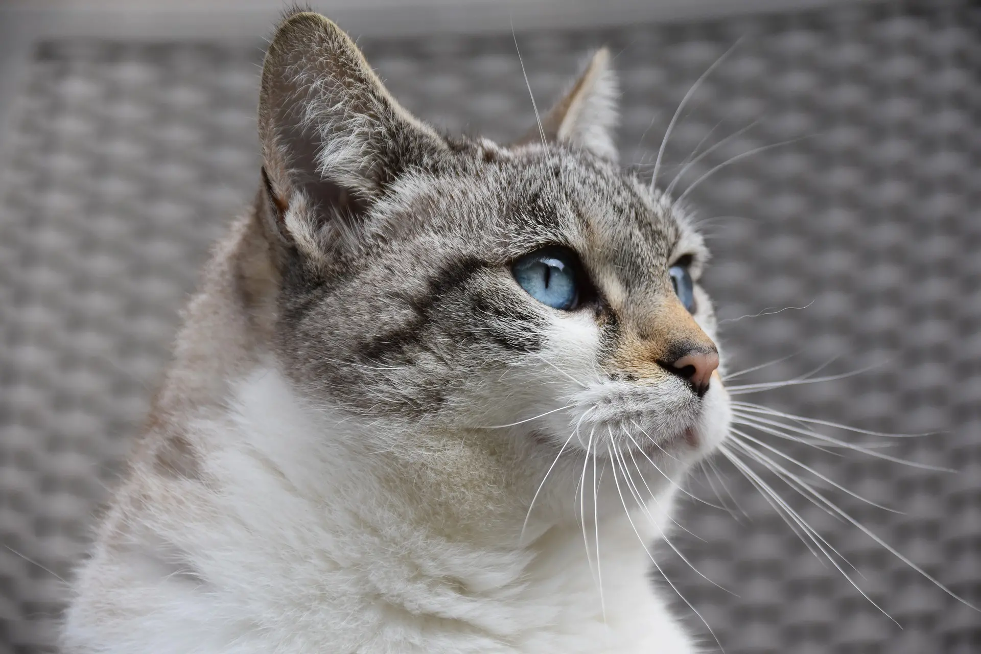Portrait net de chat..