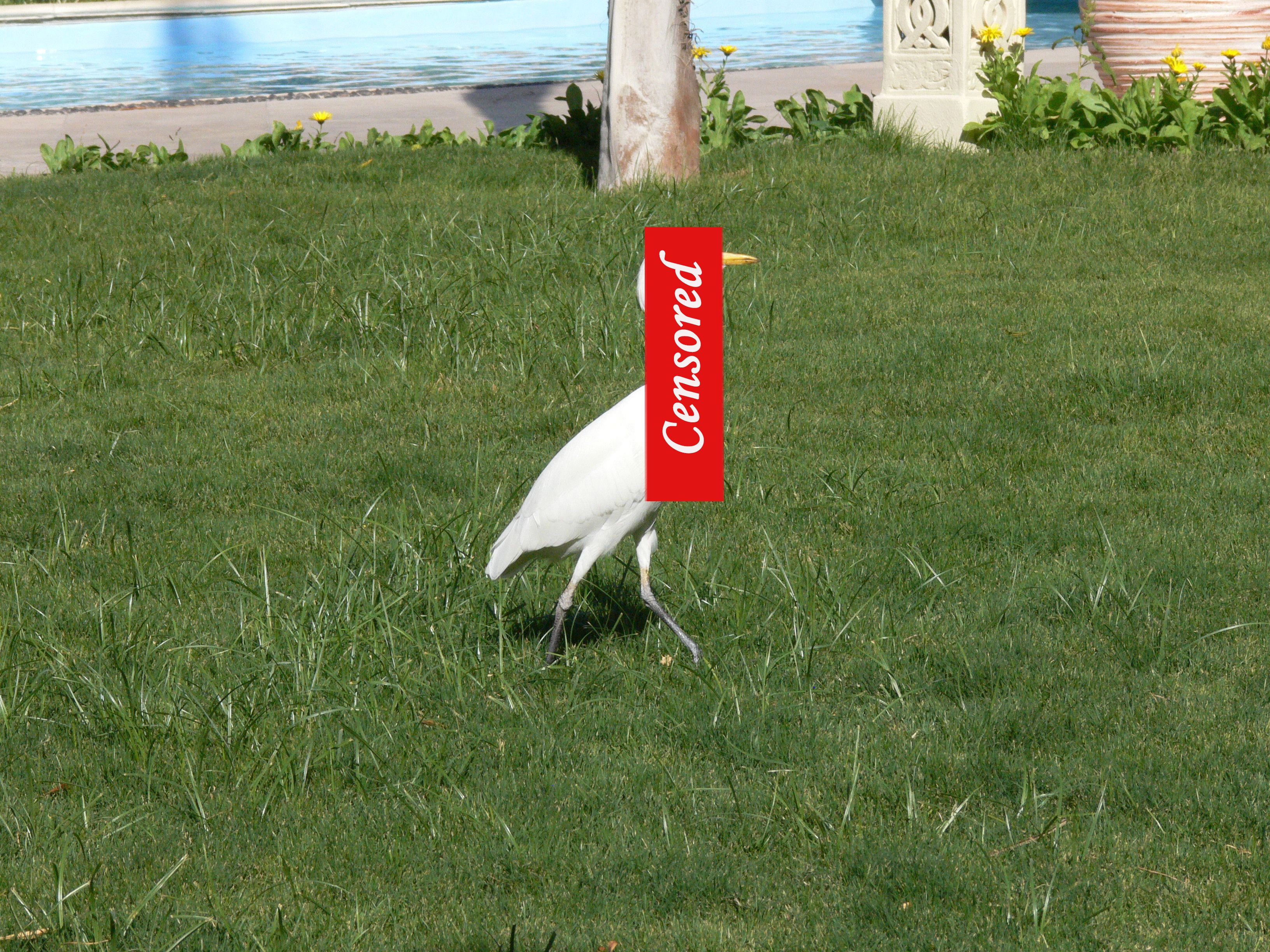 Oiseau avant..