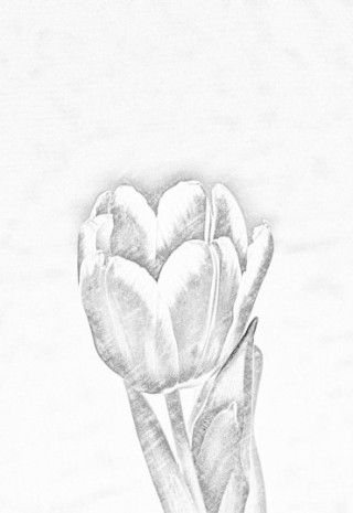 Photo transformée en dessin - SoftOrbits Captures d écran. Photo transformée en dessin - SoftOrbits Captures d écran.