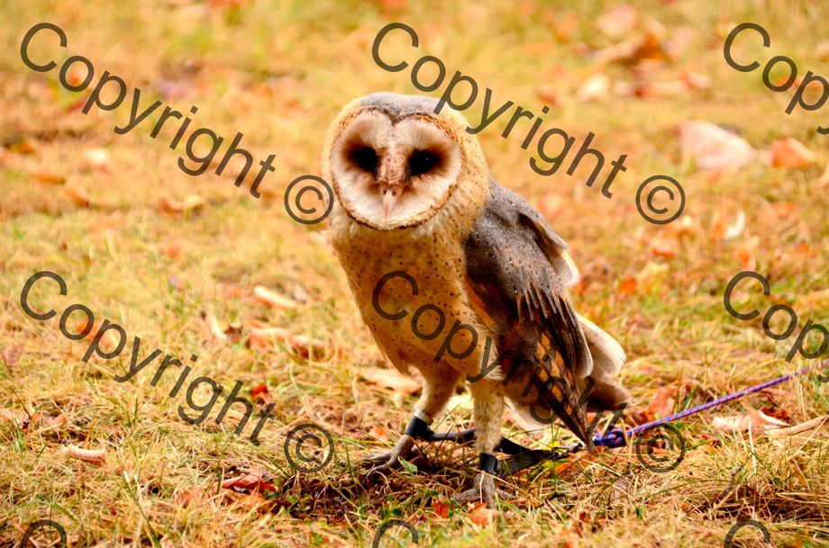 Ajoutez facilement des filigranes à vos photos par lots. Logiciel de filigrane numérique précis.